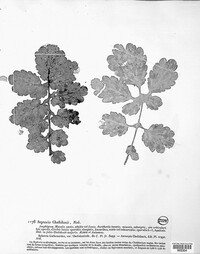 Septoria chelidonii image